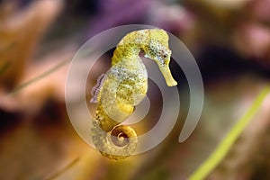 Slim seahorse in the aquarium Hippocampus reidi