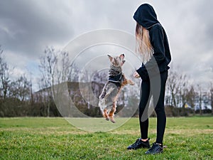 Slim teenager girl having fun with small Yorkshire terrier in a park