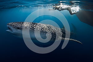 Slim woman with fins and whale shark in ocean. Shark underwater and woman freediver