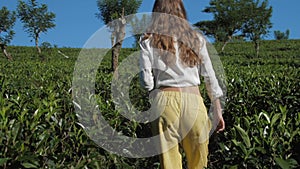 Slim woman walks along tea bush plantation slow motion