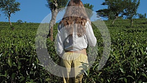 Slim woman walks along tea plantation under blue sky slow