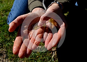 slime colonies with a diameter of up to several centimeters