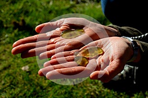 slime colonies with a diameter of up to several centimeters