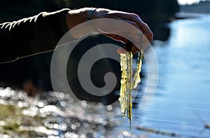 slime colonies with a diameter of up to several centimeters