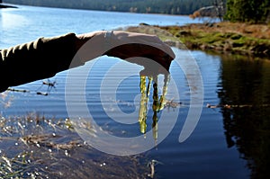 slime colonies with a diameter of up to several centimeters