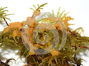 Slime fungus Fuligo septica growing on moss