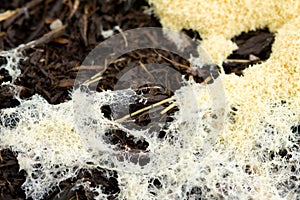 Slime Mold