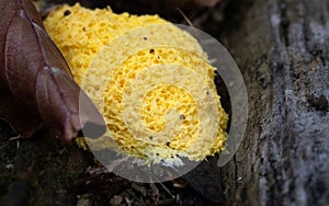 Slime mold Fugilio Septica on a forest floor.