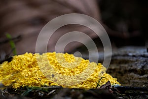 Slime mold Fugilio Septica on a forest floor.
