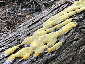Slime Mold Fungus - Fuligo septica - Morgan County Alabama USA