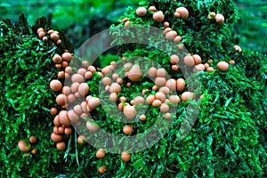 Slime mold on a green moss in forest