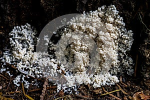 Slime Mold Like Organism