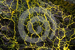 Slime mold