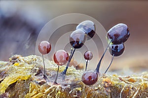 Slime mold - Phylum Mycetozoa or slime mould