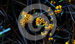 slime mold, polyphyletic assemblage of unrelated eukaryotic organisms. Trichia varia