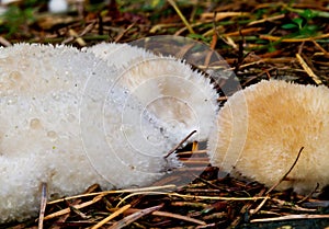 Slime molds