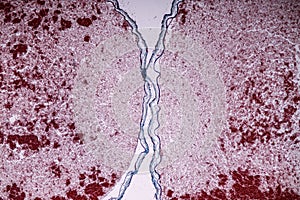 Slime molds, as a group, are polyphyletic.