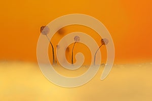 Slime molds. Natural background.