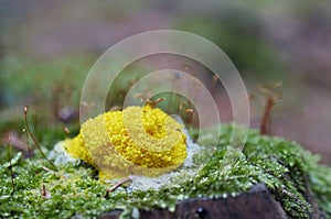 Slime mould