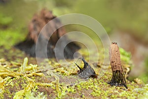 Slime mould growing on wood