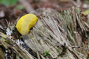 Slime mould - inedible mushroom photo