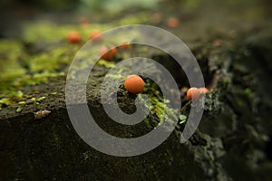 Slime mould Lycogala epidendrum