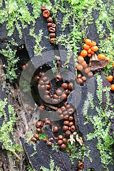 Slime mould or mold, Trichia decipiens