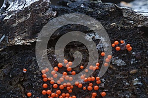 Slime mould Trichia decipiens