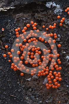 Slime mould Trichia decipiens