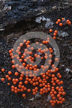 Slime mould Trichia decipiens