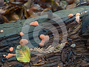 Slime Mould Tuberifa Ferruginosa