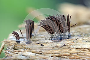 Slime moulds