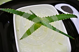 The freshness of the juice extracted from the leaves of Aloe vera photo