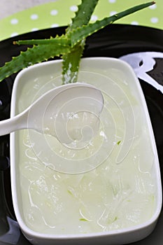 White bowl with juice and slime taken from Aloe vera photo