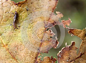 Slimey slug on leaf