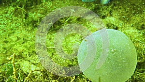 A slimy ball with eggs of the polychaete sea worm