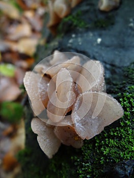 Slimy Brown Mushroom