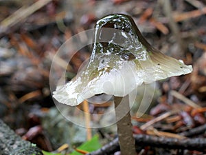 Slimy-capped Mushroom