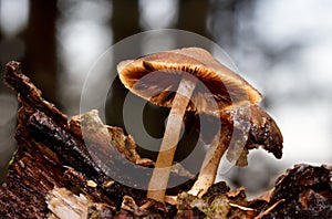 Slimy decaying mushrooms on rottin wood