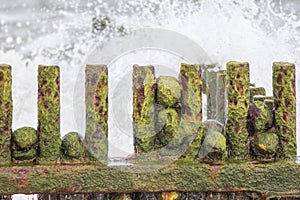 Slimy green algae covering rocks on a rusty beach groyne