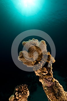 Slimy leather coral in the Red Sea.