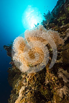 Slimy leather coral and tropical reef in the Red Sea.