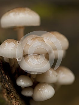 Slimy looking porcelain fungus