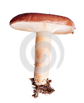 Slimy Milkcap isolated on white