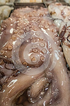 Slimy octopus on sale