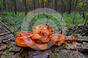 Slimy Orange Fungus On A Log