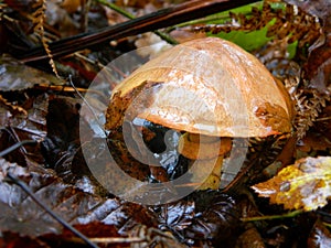 Slimy orange mushroom