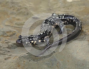 Slimy Salamander