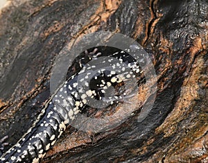 Slimy Salamander