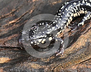 Slimy Salamander